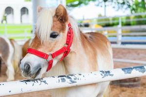 marron nain cheval permanent dans le ferme . miniature cheval photo