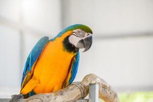 magnifique bleu avec Jaune ara perroquet perché sur une bifurquer, animal de compagnie oiseau concept photo