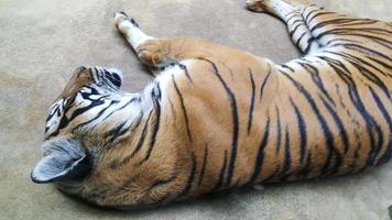 le rayé tigre est mensonge sur le sol. photo