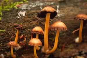 l'automne arbre champignons photo