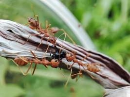 tisserand fourmis sont attaquer sur autre fourmis. photo