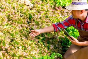 intelligent agriculture et ferme La technologie concept. intelligent Jeune asiatique agriculteur homme en utilisant tablette à vérifier qualité et quantité de biologique hydroponique légume jardin à serre dans Matin. photo