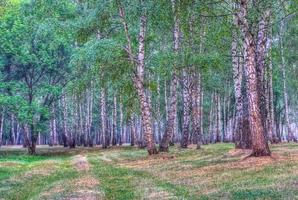 bouleau bosquet vue photo