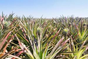 pousse d'ananas photo