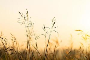 herbe sauvage avec des heures dorées le matin photo