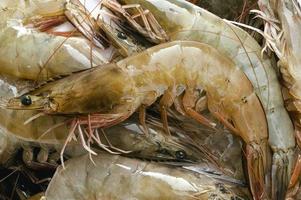 Frais crevettes sur le marché photo