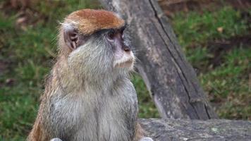 le singe patas erythrocebus patas, également connu sous le nom de singe wadi ou singe hussard photo