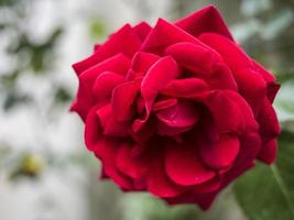 gros plan, de, a, rose rouge photo