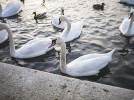 groupe de cygnes dans l'eau photo