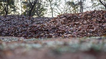 faible angle premier plan par le herbe sur le sol à le beaucoup piles de sec feuilles. photo