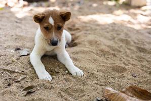 marron et blanc thaïlandais chiot mensonge confortablement sur le fouillé le sable sol. photo