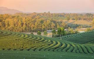 grren thé plantation dans Thaïlande photo