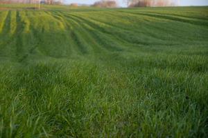 magnifique vue de le la nature champ herbe photo