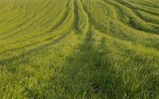 magnifique vue de le la nature champ herbe photo