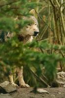 portrait de loup gris photo