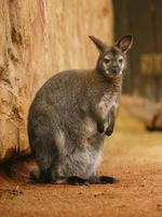 wallaby à cou rouge photo