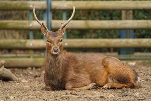 cerf sika indochinois photo