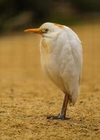 photo de une bétail aigrette