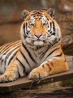 photo de une sibérien tigre