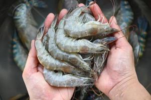 blanc crevette brut crevettes sur main la lessive crevette sur bol, Frais crevette crevettes pour cuisine Fruit de mer nourriture dans le cuisine ou acheter crevettes sur magasin à le Fruit de mer marché photo