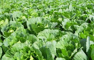 Frais chou dans le ferme jardin légume biologique Contexte vert chou champ photo