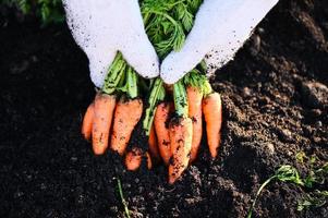 Frais carottes croissance dans carotte champ légume grandit dans le jardin dans le sol biologique ferme récolte agricole produit nature, carotte sur sol avec main en portant carotte photo
