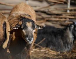 portrait de une RAM, artiodactyle animal dans la nature photo