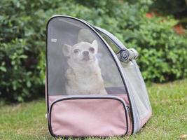 marron court cheveux chihuahua chien séance dans animal de compagnie transporteur sac à dos avec ouvert les fenêtres, à la recherche à caméra. photo