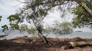 mangrove des arbres et ombragé rocheux des plages avec mer Contexte. photo