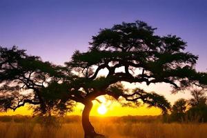 silhouette de acacia des arbres à une spectaculaire le coucher du soleil dans Afrique. photo