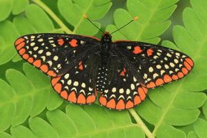 baltimore loriot papillon photo