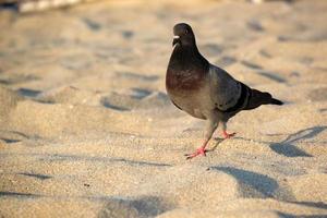 Roche Pigeon des promenades sur le plage dans chercher de nourriture photo