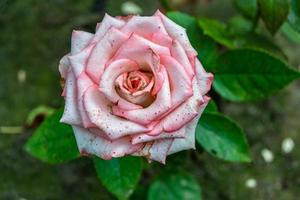 photographie sur le thème belle fleur sauvage rose photo