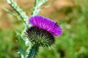 belle racine de fleur de plus en plus bardane chardon sur fond prairie photo