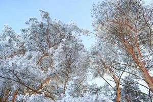 hiver neige couvert pin des arbres photo