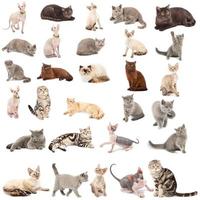 collection de une chats photo