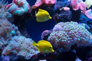 brillant poisson nager dans le aquarium photo