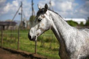 Jeune gris cheval dans paddock. cheval derrière le clôture. photo