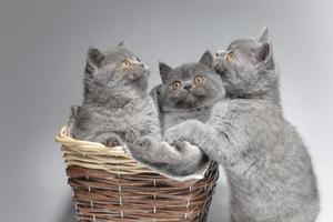 Trois bleu Britanique chatons dans une osier panier sur une gris Contexte. magnifique peu chats. photo