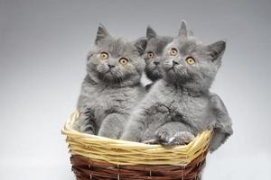 Trois petit bleu Britanique chatons dans une osier panier sur une blanc Contexte. marrant chatons. photo