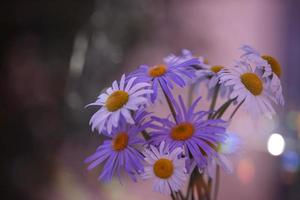 violet fleurs dans iridescent bokeh taches. Naturel écologique Contexte.