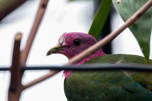 le rose à tête fruit Colombe ptilinopus porphyre aussi connu comme rose cou fruit Colombe ou de temminck fruit pigeon, est une petit coloré Colombe photo