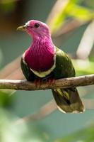 le rose à tête fruit Colombe ptilinopus porphyre aussi connu comme rose cou fruit Colombe ou de temminck fruit pigeon, est une petit coloré Colombe photo