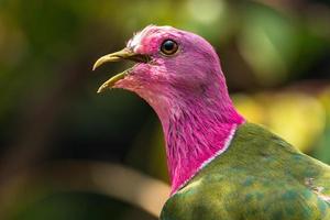 le rose à tête fruit Colombe ptilinopus porphyre aussi connu comme rose cou fruit Colombe ou de temminck fruit pigeon, est une petit coloré Colombe photo