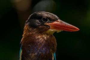 le Javan martin-pêcheur alcyon cyanoventris, parfois appelé le bleu ventre martin-pêcheur ou Java martin-pêcheur photo