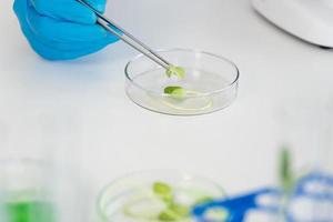 scientifique Faire expérience dans agriculture laboratoire à développer génétique modification cultures