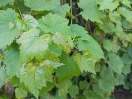 sélectif concentrer à Jeune vert grain de raisin feuilles. mise au point douce photo