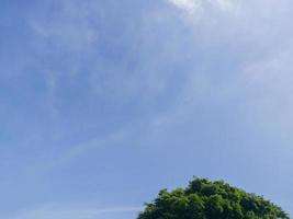 vert pousse contre une clair ciel avec une peu des nuages dans le Contexte photo