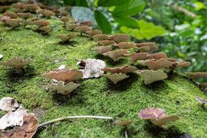 marron polypore champignon sur le déchue arbre tropical forêt lorsque pluvieux saison. le photo est adapté à utilisation pour la nature arrière-plan, sauvage la vie affiche et botanique contenu médias.