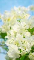 magnifique bougainvillier, blanc bougainvilliers fleurs, blanc fleurs Regardez comme papier, sélectif indiquer, utilisation fond d'écran, photo